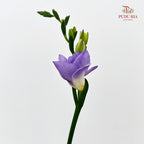 Freesia Lilac - (Per Bundle)