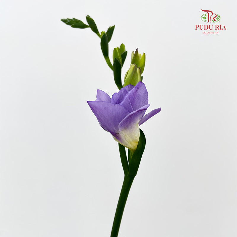 Freesia Lilac - (Per Bundle)
