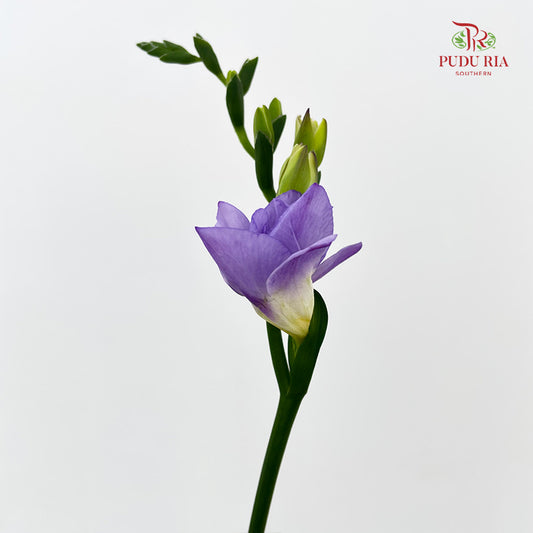 Freesia Lilac - (Per Bundle)