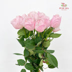 Rose Peony Pink - (10-12 Stems)