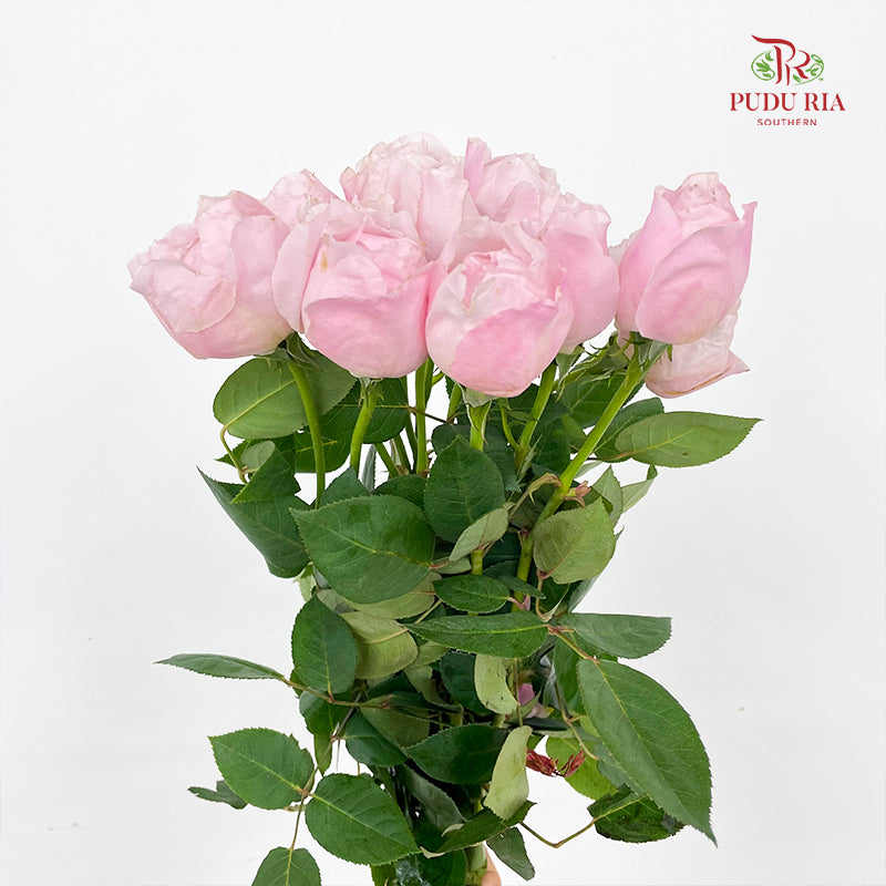 Rose Peony Pink - (10-12 Stems)