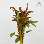 Amaranthus Straight Orange 刺苋 - (Per Bundle)