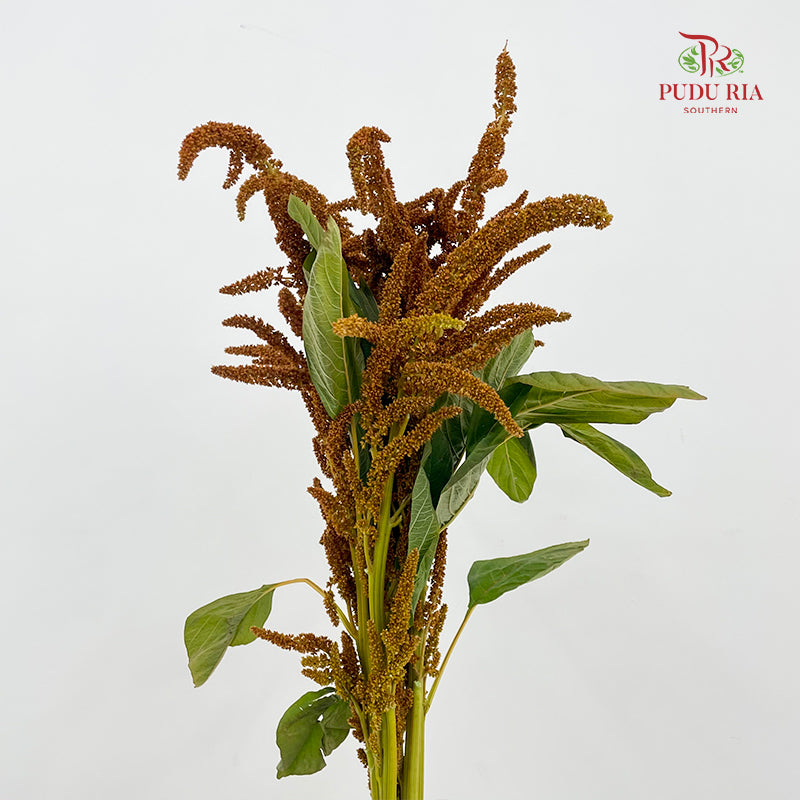 Amaranthus Straight Orange 刺苋 - (Per Bundle)
