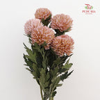 Peony Chrysanthemum Dyed Brown 牡丹菊 - (5 Stems)