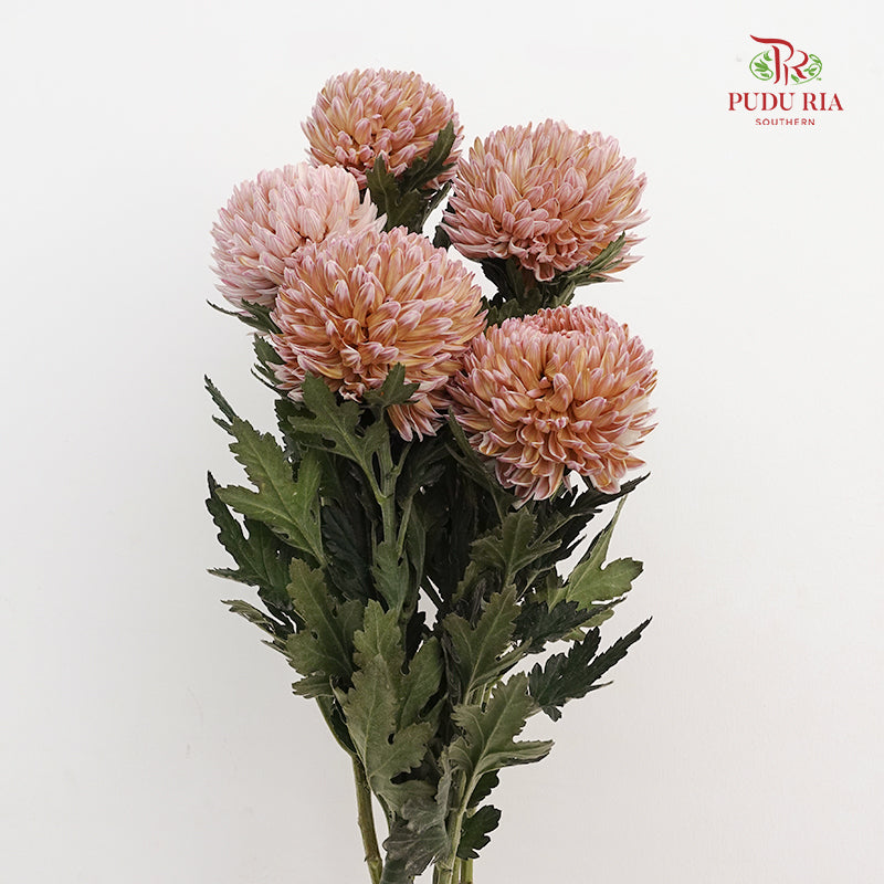 Peony Chrysanthemum Dyed Light Brown - (5 Stems)