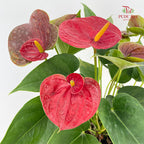 Anthurium Red Double Layers P120
