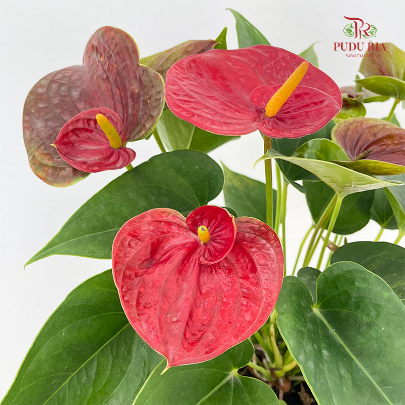 Anthurium Red Double Layers P120