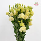 Eustoma Wave Yellow - (12-15 Stems)
