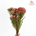 Brunia Red - 5 Stems - Pudu Ria Florist Southern