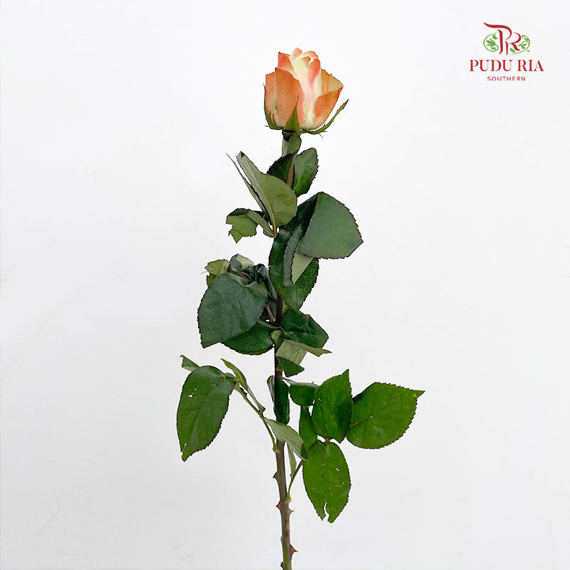 Rose Fairy Queen - (8-10 Stems)