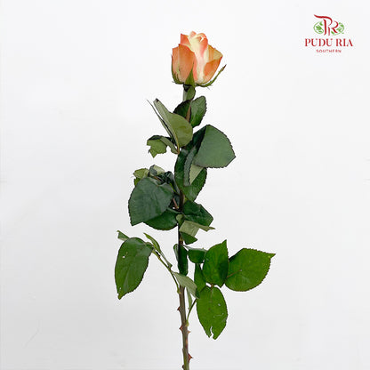 Rose Fairy Queen (8-10 Stems)