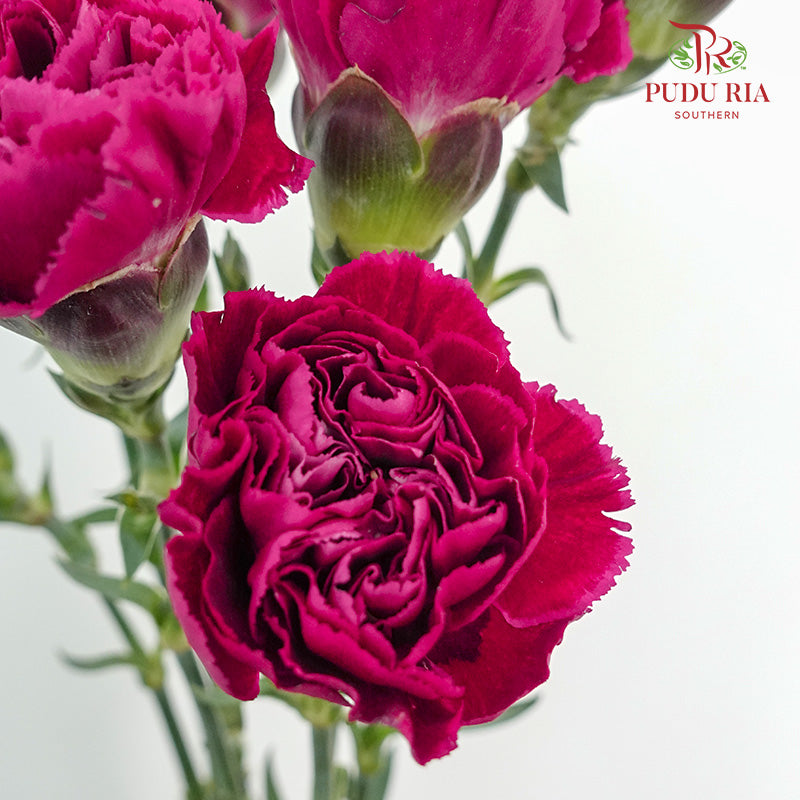 Carnation St Forever (18-20 Stems) - Pudu Ria Florist Southern