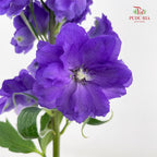Delphinium Short Purple 飞燕草 - (5 Stems)