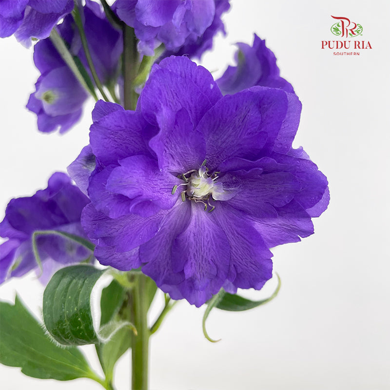 Delphinium Short Purple 飞燕草 - (5 Stems)