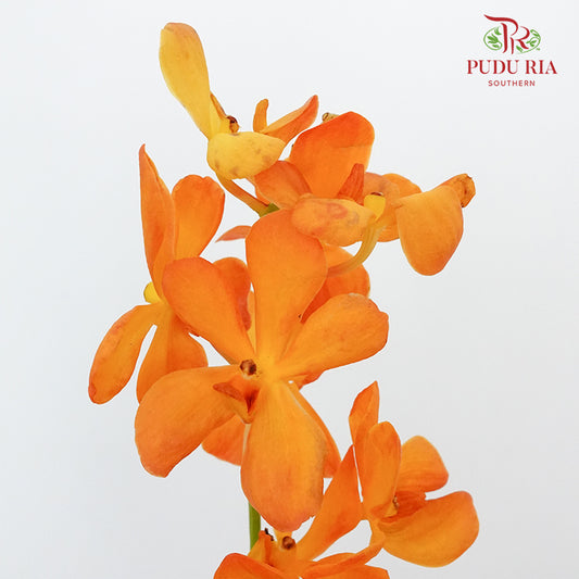 Mokara Orchid Orange / 10 Stems