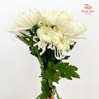 Chrysanthemum Evening Snow Mum - (5 Stems)
