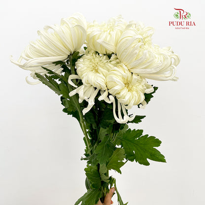 Chrysanthemum Evening Snow Mum - (5 Stems)
