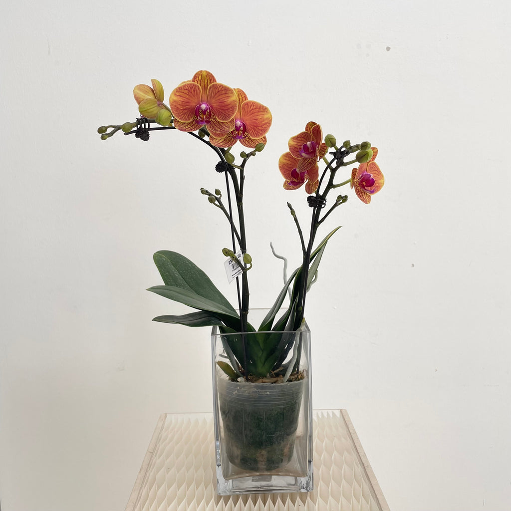 Phalaenopsis Orchid Yellow Orange