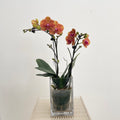 Phalaenopsis Orchid Yellow Orange
