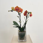 Phalaenopsis Orchid Yellow Orange