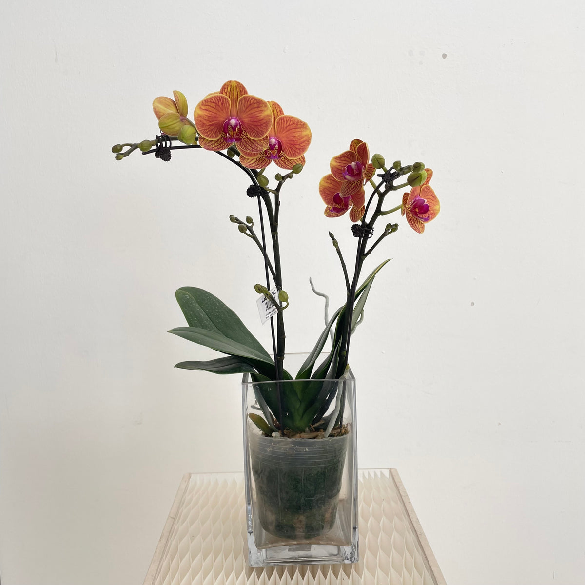 Phalaenopsis Orchid Yellow Orange