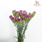 Carnation St Wild Horse  (18-20 Stems) - Pudu Ria Florist Southern