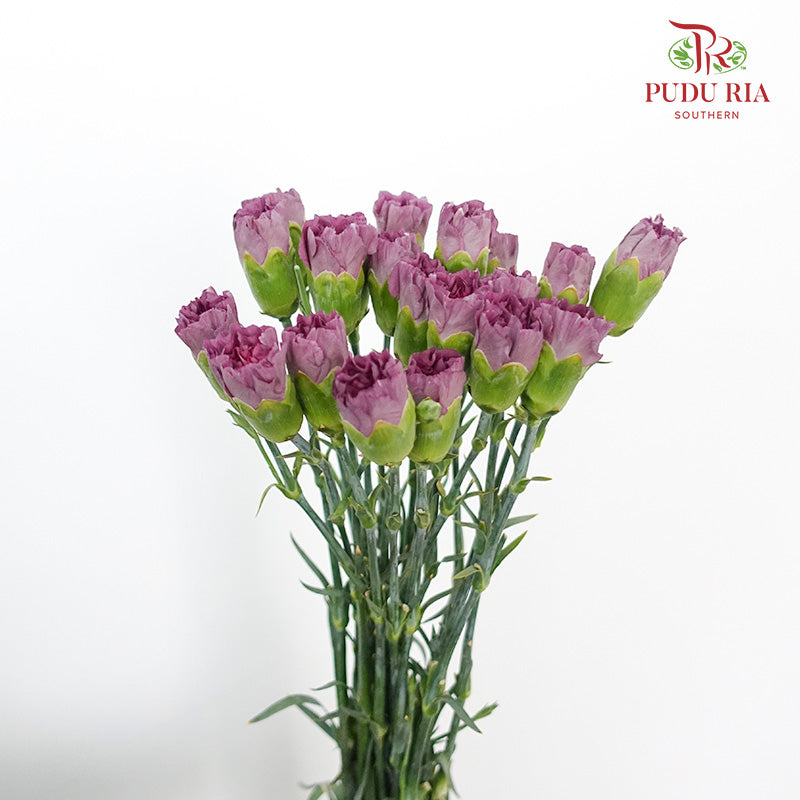 Carnation St Wild Horse  (18-20 Stems) - Pudu Ria Florist Southern