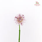 Dahlia Hybrida Prince Varian 瓦里安特王子大理花 - (5 Stems)