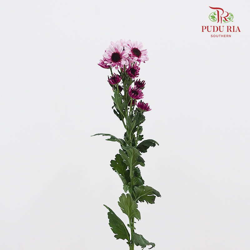 Chrysanthemum Pompom Daisy Light Purple 1 - (10-12 Stems)