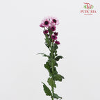 Chrysanthemum Pompom Daisy Light Purple 1 - (10-12 Stems)