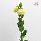 Eustoma Wave Yellow - (12-15 Stems)