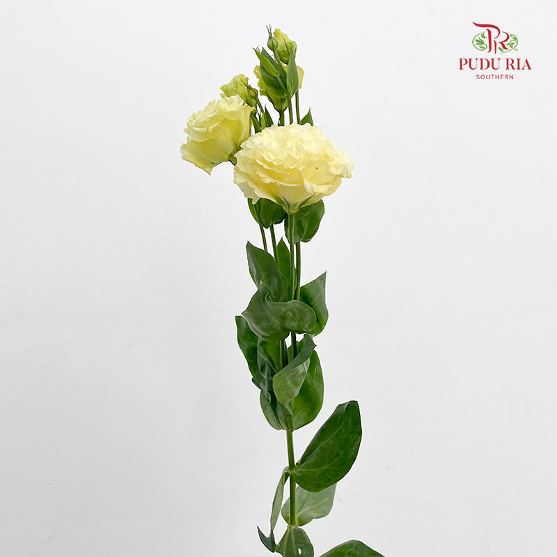 Eustoma Wave Yellow - (12-15 Stems)