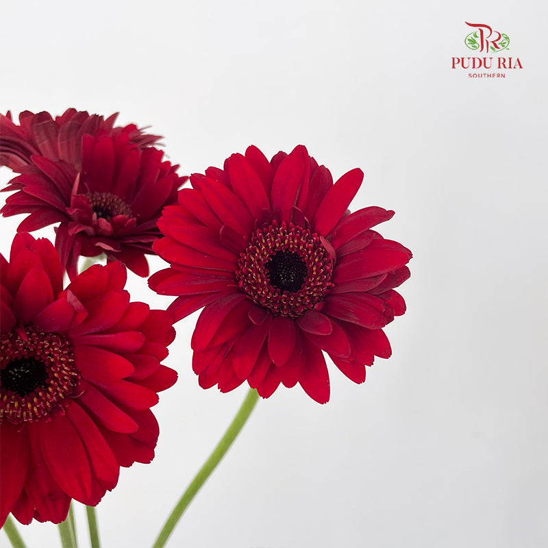 Gerbera Mini Bienvenue - (5 Stems)