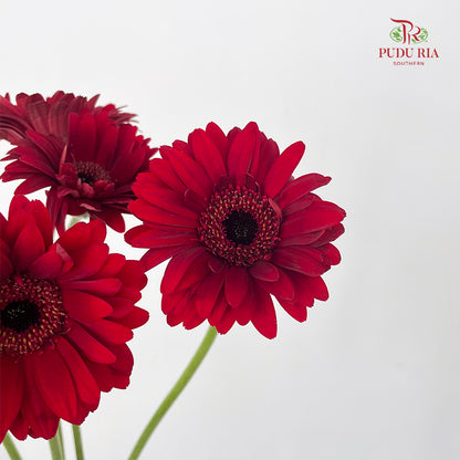 Gerbera Mini Bienvenue - (5 Stems)