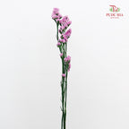 Dry Statice - Pink