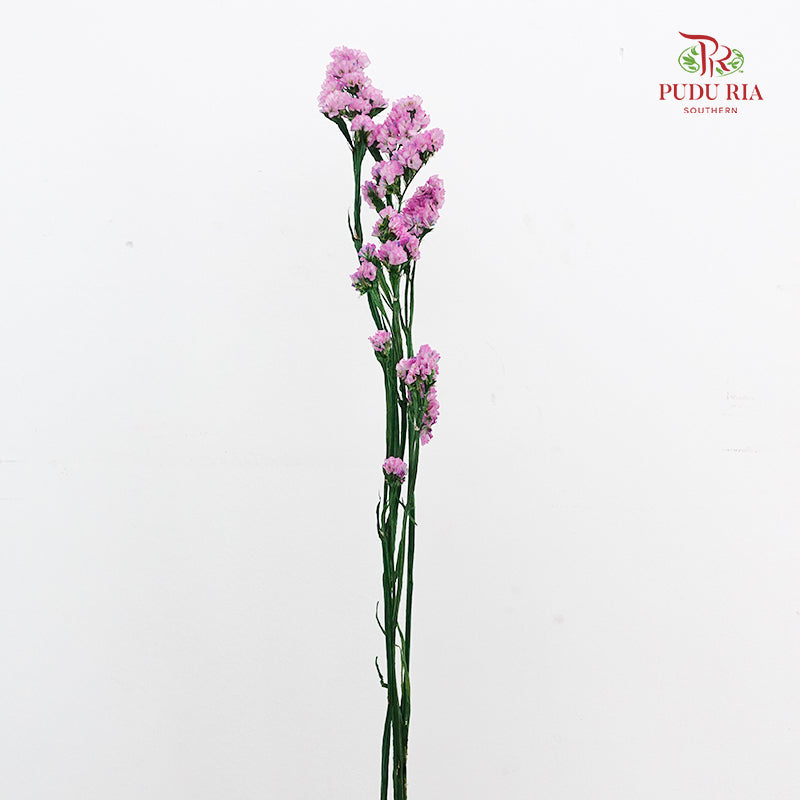 Dry Statice - Pink