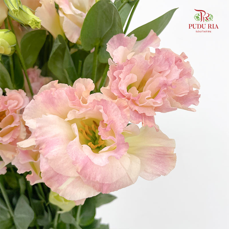 Eustoma Champagne - (12-15 Stems)