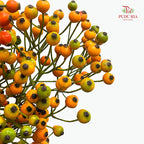 Rosa Canina Small - (Per Bundle)