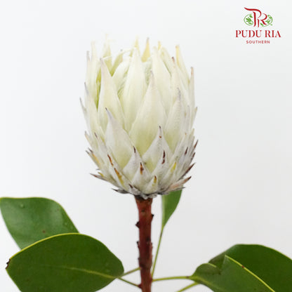 Protea Full Moon - Per Stem - Pudu Ria Florist Southern