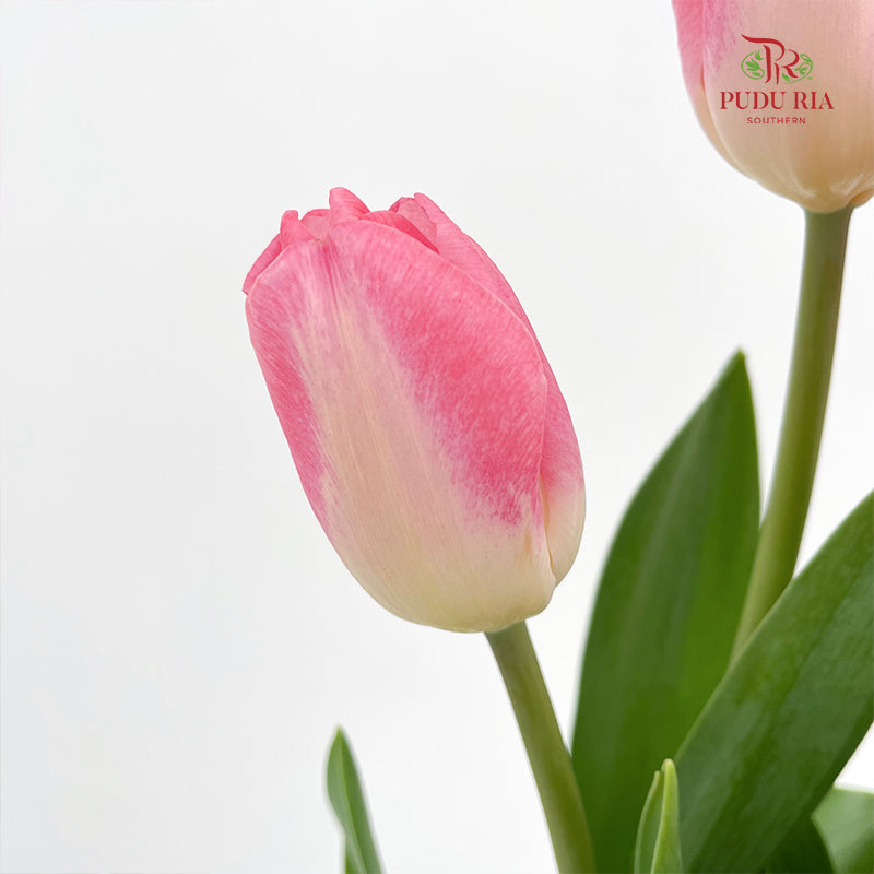 Tulip Pink 郁金香 - (8-10 Stems)