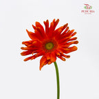 Gerbera Pasta Orange 卷邊非洲菊 - (8-10 Stems)