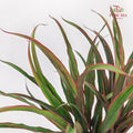 Chicken Tail Leaf 鸡尾叶 - (5 Stems)