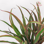 Chicken Tail Leaf 鸡尾叶 - (5 Stems)