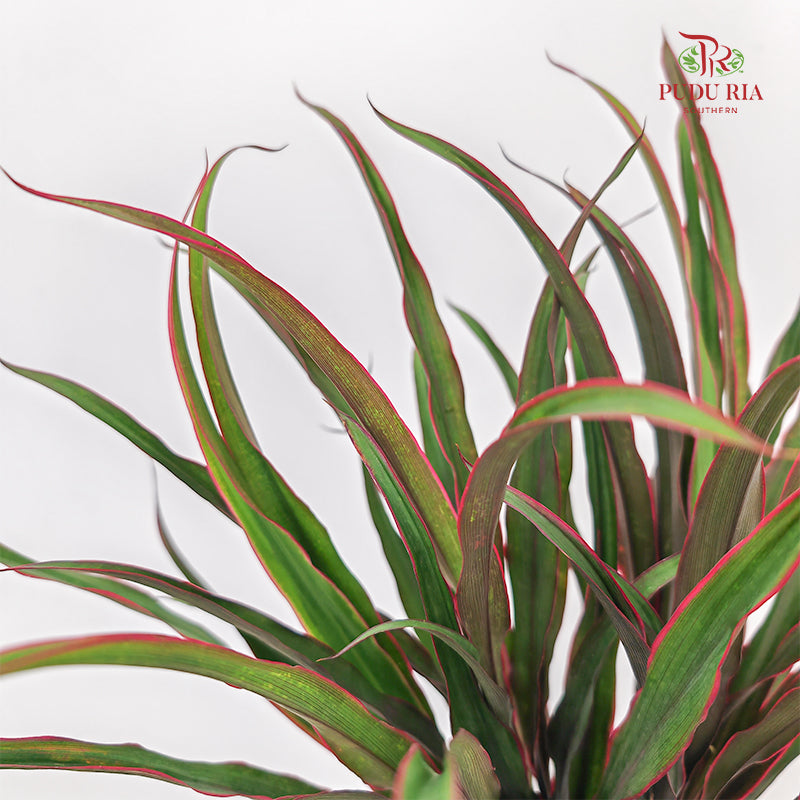 Chicken Tail Leaf 鸡尾叶 - (5 Stems)
