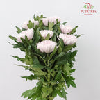 Net Mum Chrysanthemum Light Pink (10-12 Stems) - Pudu Ria Florist Southern