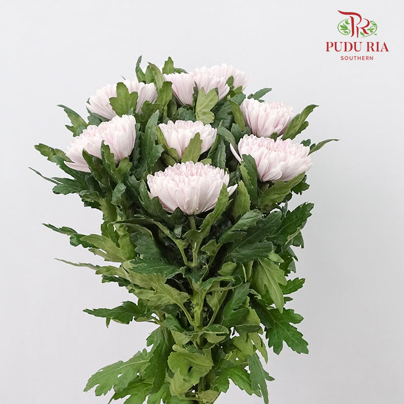 Net Mum Chrysanthemum Light Pink (10-12 Stems) - Pudu Ria Florist Southern
