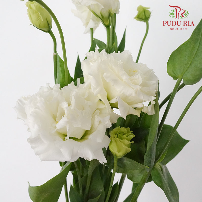 Eustoma Wave White  (12-15 Stems) - Pudu Ria Florist Southern