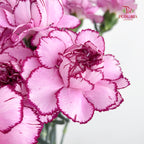 Carnation Zixia Fairy 紫霞仙子康乃馨- (18-20 Stems)