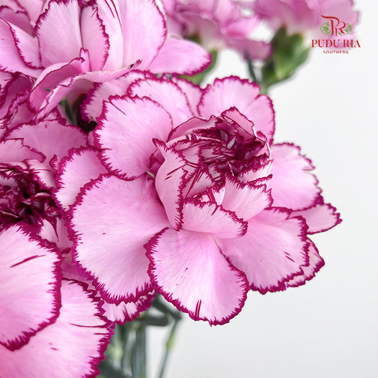 Carnation Zixia Fairy 紫霞仙子康乃馨- (18-20 Stems)