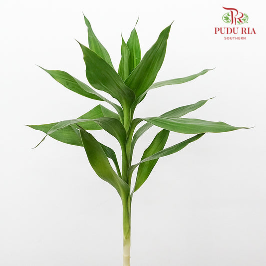 Lotus Bamboo 1 Stems - Pudu Ria Florist Southern